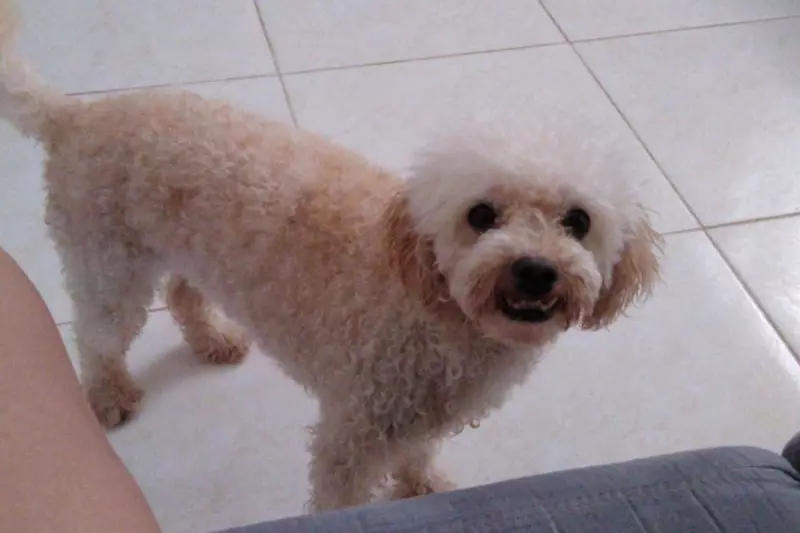 Poodle desaparece após temporal em Joinville: família busca desesperadamente por Simba