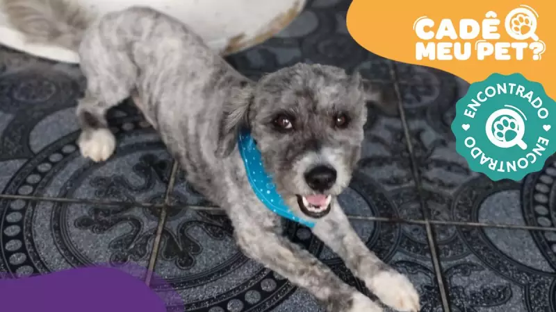 Poodle desaparecido é encontrado após quase um mês longe de casa em Vitória