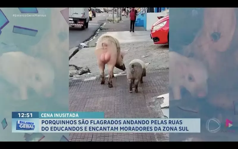 Porquinhos encantam moradores ao passear pelas ruas do Educandos, em Manaus
