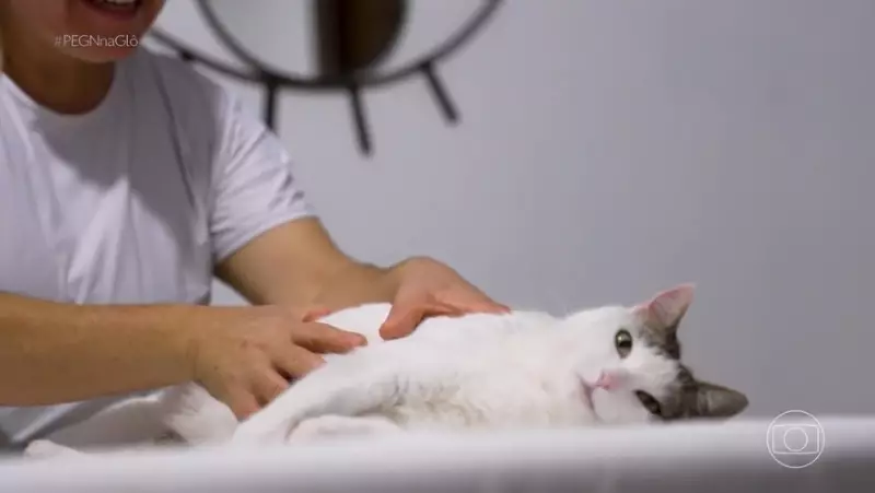 Pousada vira paraíso pet e fatura R$ 1,8 milhão por ano — veja o segredo!