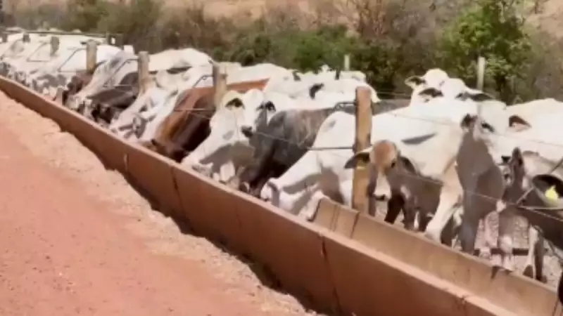 Preço da arroba do boi em alta impulsiona confinamento no agronegócio brasileiro