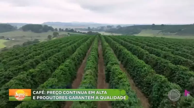 Preço do café dispara e clima extremo desafia produtores em Minas Gerais