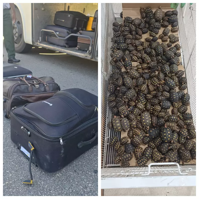 PRF flagra passageiro com 600 filhotes de jabutis escondidos em malas no RJ — crime ambiental choca