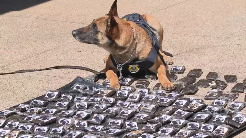 PRF prende casal com 17 kg de haxixe no DF: droga avaliada em R$ 1,2 milhão