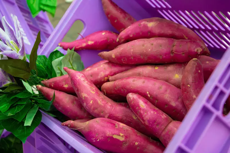 Produção de batata-doce no Brasil quase dobra em 15 anos, impulsionada pelo mercado fitness