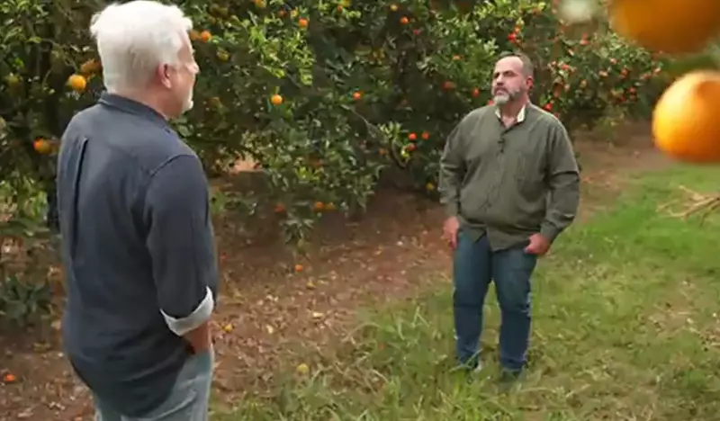Produtores de laranja em pânico: Taxação de Trump pode arruinar safra brasileira