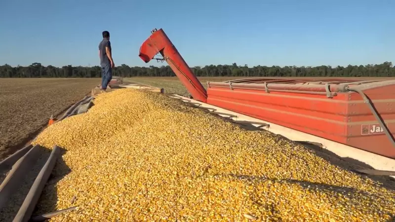 Produtores de Mato Grosso superam desafios e celebram colheita recorde de milho