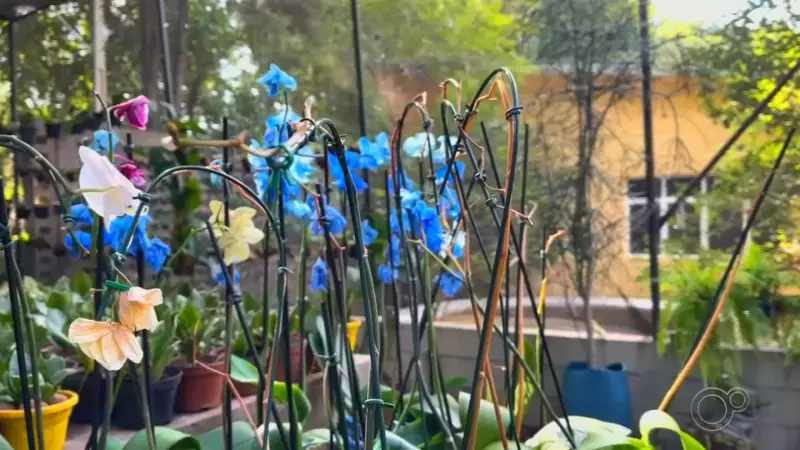 Projeto inovador em Itu resgata orquídeas abandonadas e transforma a cidade em um jardim encantado
