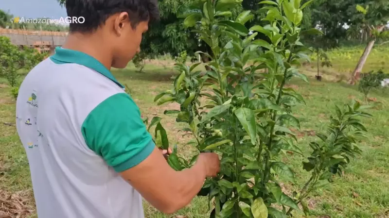 Projeto inovador impulsiona produção de frutas e hortaliças no Amazonas com viveiros e capacitação