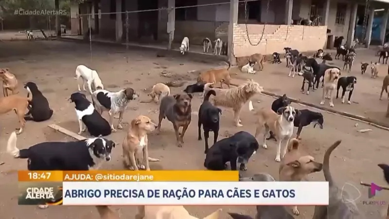 Protetora de animais no RS pede ajuda para manter abrigo com mais de 700 cães e gatos