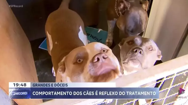Quarteto de American Bullies encanta com carinho e gentileza no interior de SP