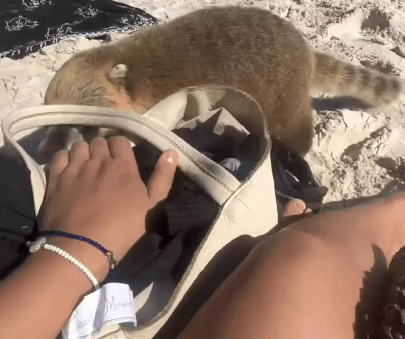 Quatis invadem praia de Florianópolis e assustam turistas — veja o vídeo!