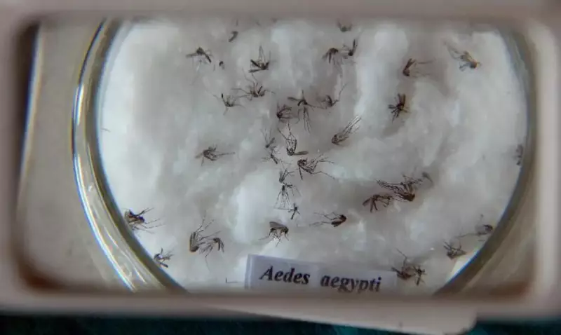 Queda histórica nos casos de dengue no Brasil: redução de 75% no primeiro semestre de 2025