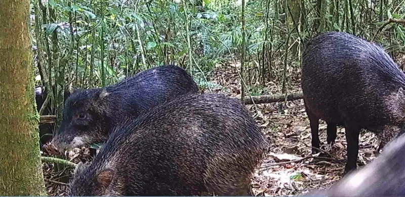 Queixadas reaparecem no RJ após décadas de ausência: um marco para a biodiversidade