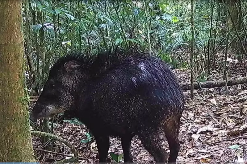 Queixadas são avistados no RJ após décadas de desaparecimento: um marco para a biodiversidade