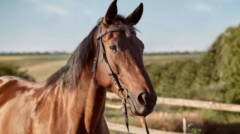 Ração contaminada causa morte de 245 cavalos em quatro estados do Brasil — tragédia exige investigação urgente
