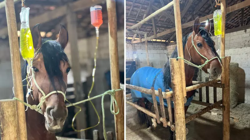 Ração contaminada pode ter matado 37 cavalos no Vale do Paraíba; Ministério da Pecuária investiga