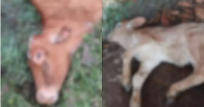 Raiva animal: bois são sacrificados após confirmação de casos em Santa Catarina