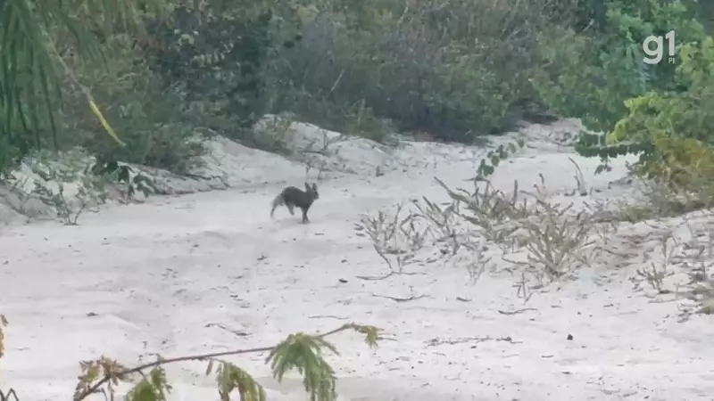 Raposa resgatada e 10 animais silvestres ganham liberdade em Teresina: um sopro de esperança para a fauna local