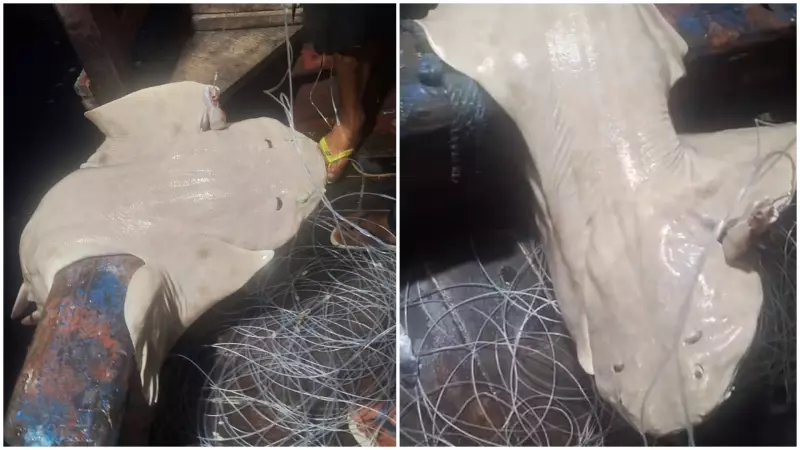 Raridade marinha: pescadores encontram tubarão-anjo no litoral do Ceará