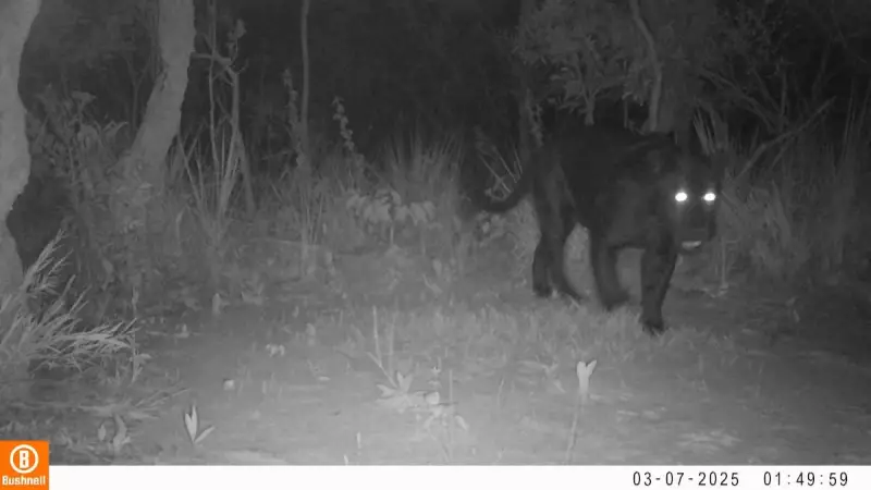 Raro e majestoso: onça-preta é flagrada pela primeira vez no Cerrado — veja as imagens impressionantes