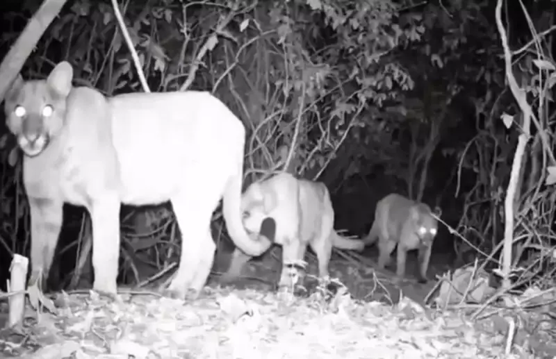 Raro flagrante: Três onças-pardas são filmadas em mata de Americana (SP)