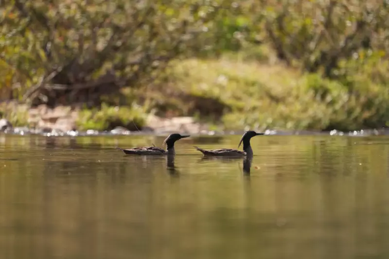 Raro momento de acasalamento do pato-mergulhão é flagrado por bióloga em Campinas — veja o vídeo!