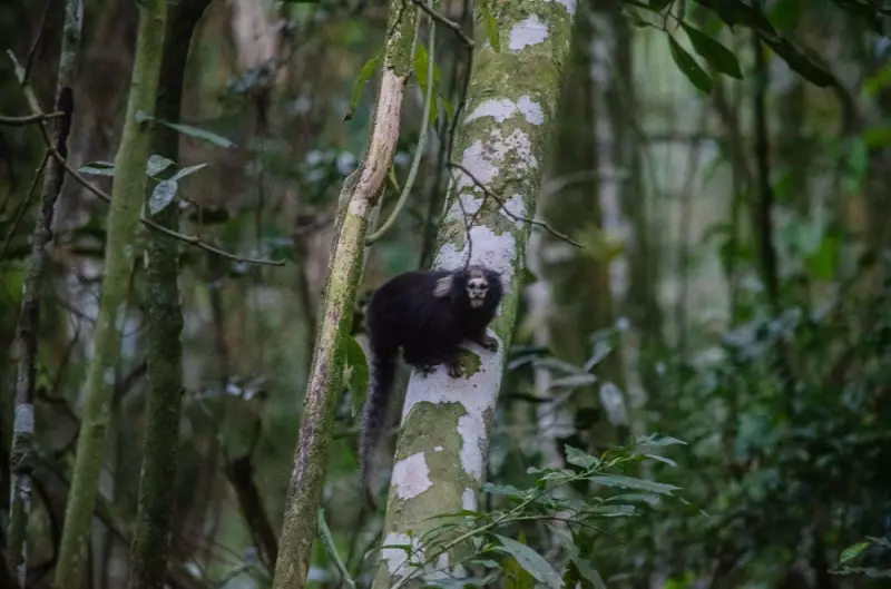 Raro sagui ameaçado de extinção é avistado em Santa Maria Madalena, RJ – Um sinal de esperança para a biodiversidade