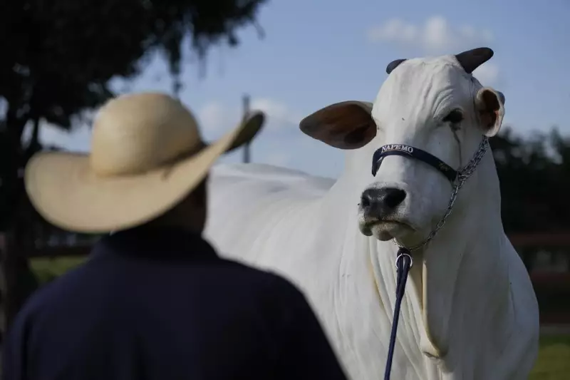 Recorde no Agronegócio: Direito de Reprodução de Vaca é Vendido por R$ 1,5 Milhão