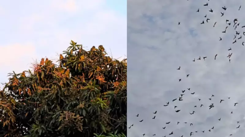 Revoada de periquitos encanta moradores de Corumbá: espetáculo da natureza no céu