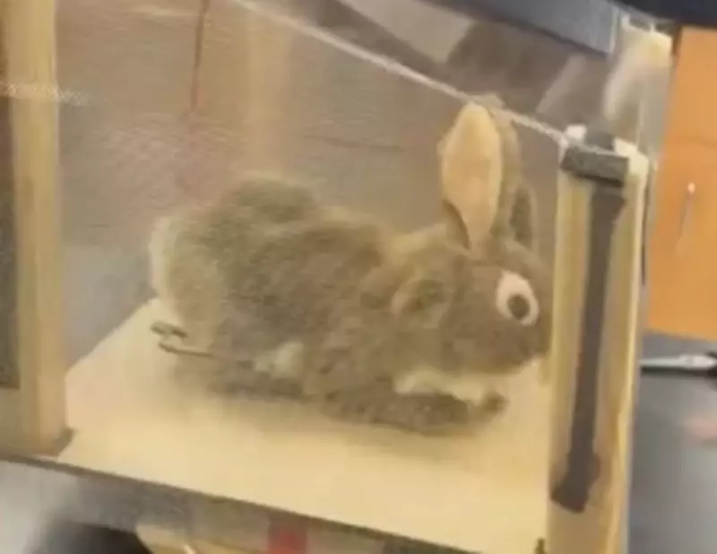 Robôs em forma de coelhos viram arma secreta contra pítons invasoras na Flórida