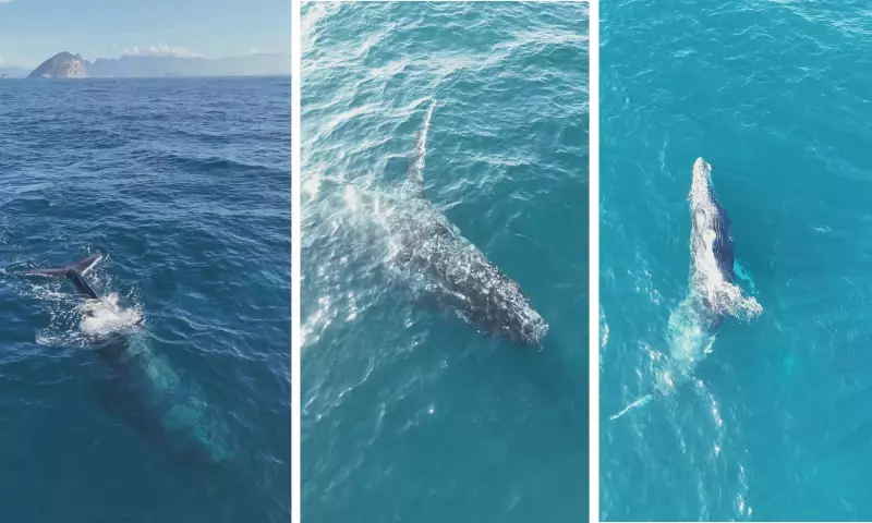 Ruído humano no fundo do mar: como a poluição sonora ameaça golfinhos e baleias