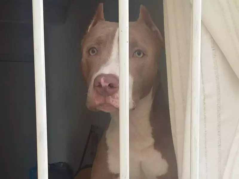 Santa Catarina estabelece novas regras para criação e circulação de pitbulls: o que muda?