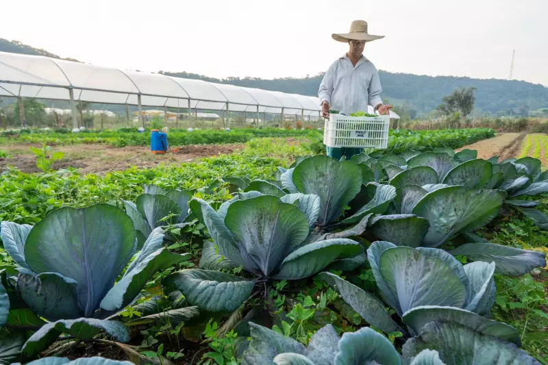 Santa Catarina lidera ranking de segurança alimentar no Brasil: veja os motivos