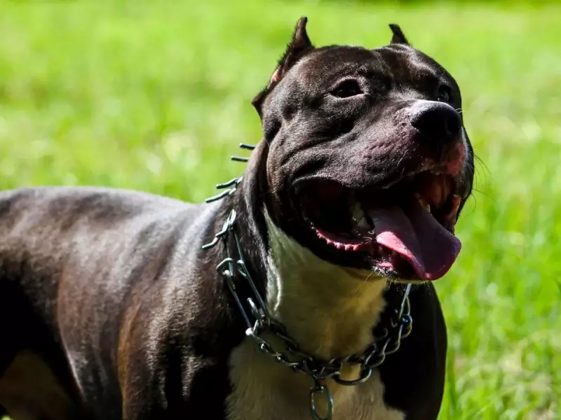 Santa Catarina proíbe pit bulls em locais públicos: multa pode chegar a R$ 5 mil