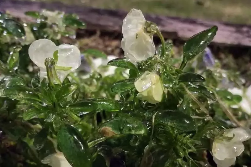 Santa Catarina registra frio intenso: 8°C e sensação térmica de -17°C na Serra
