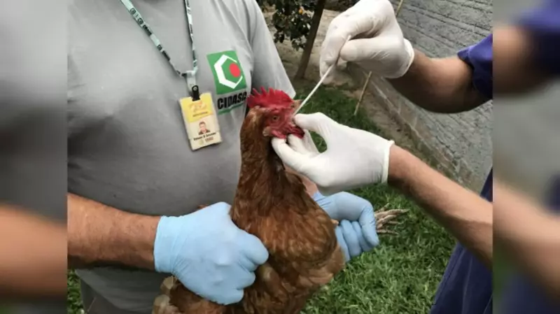 Santa Catarina registra primeiro caso de gripe aviária em galinha em 2025: saiba os detalhes