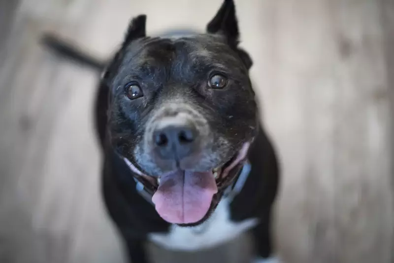 Santa Catarina regulamenta polêmica lei sobre pitbulls: o que muda para os donos?