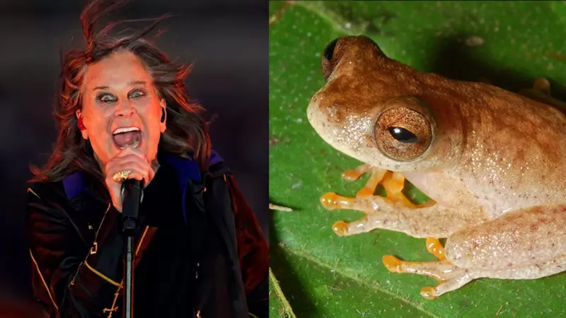 Sapo da Amazônia ganha nome em homenagem a Ozzy Osbourne: 'Príncipe das Trevas' vira símbolo da biodiversidade