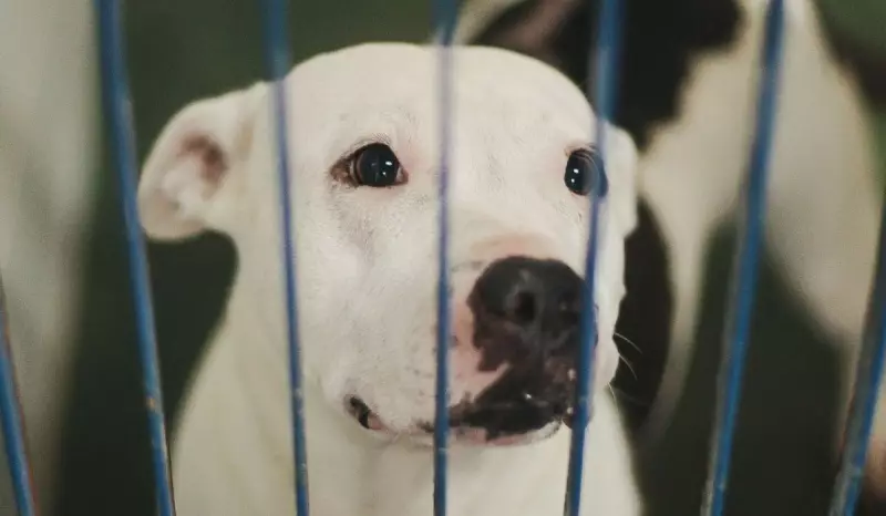 SC pode liberar adoção de pit bulls mesmo após veto nacional: o que muda com a nova lei?