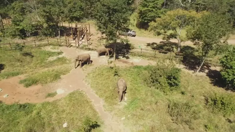 Segunda elefanta africana chega a santuário em MT após viagem épica de quatro dias