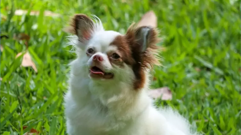 Seis Chihuahuas são roubados em invasão residencial no Litoral do RS