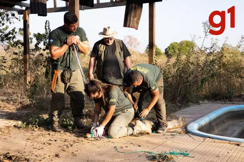 Seja um herói da fauna! Inscrições abertas para voluntários no resgate de animais silvestres em MT