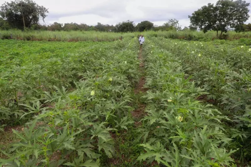 Semana de Visitas Técnicas valoriza agricultura familiar em Várzea Grande