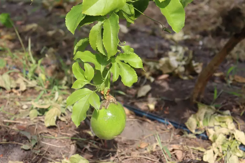 Seminário Nacional sobre Plantas Medicinais e Fitoterápicos começa em Santarém: tudo o que você precisa saber