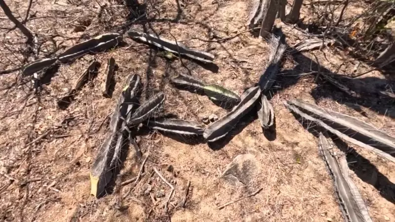 Sertão do Piauí enfrenta seca extrema: mandacarus secos, açudes vazios e plantações perdidas