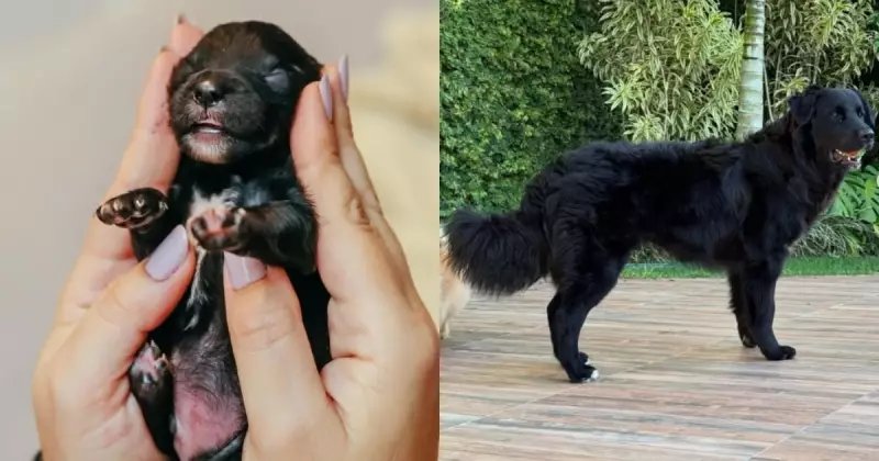 Shih-Tzu e Golden Retriever: Como estão os filhotes após 9 meses em SC?