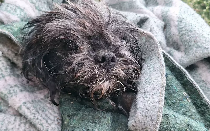 Shih Tzu é salvo por bombeiros após cair em ribeirão em Poços de Caldas, MG