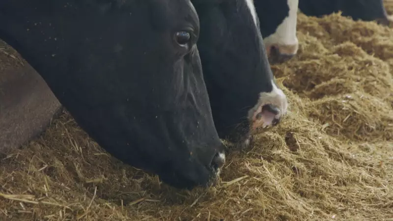 Silagem: A Solução dos Produtores Rurais para Alimentar Animais Durante a Seca