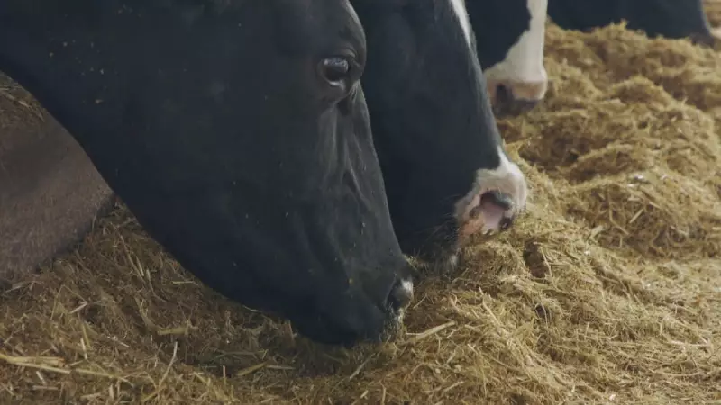 Silagem sustentável: a solução inovadora para alimentar rebanhos em Goiás